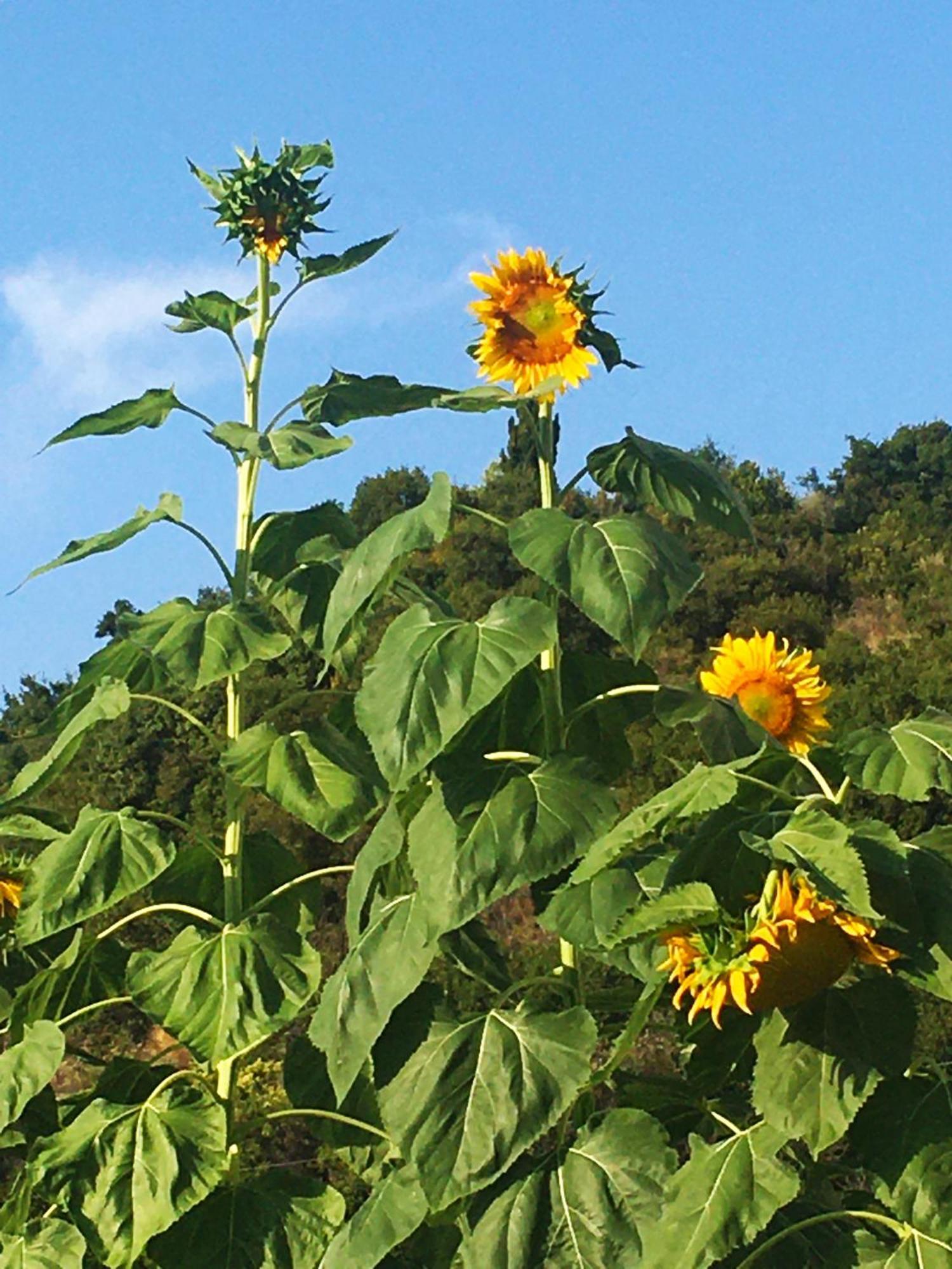 Sunflower Himara المظهر الخارجي الصورة