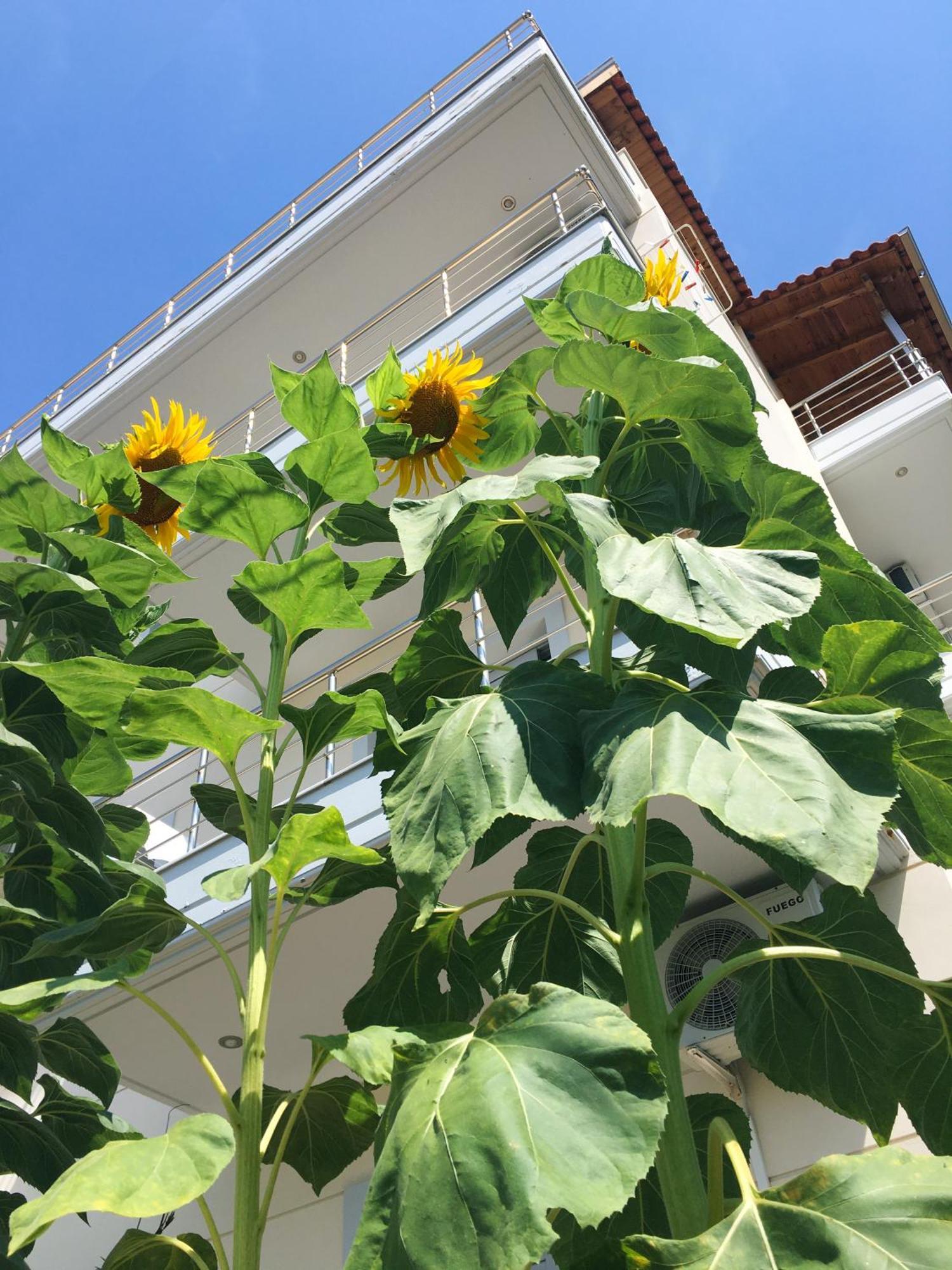 Sunflower Himara المظهر الخارجي الصورة