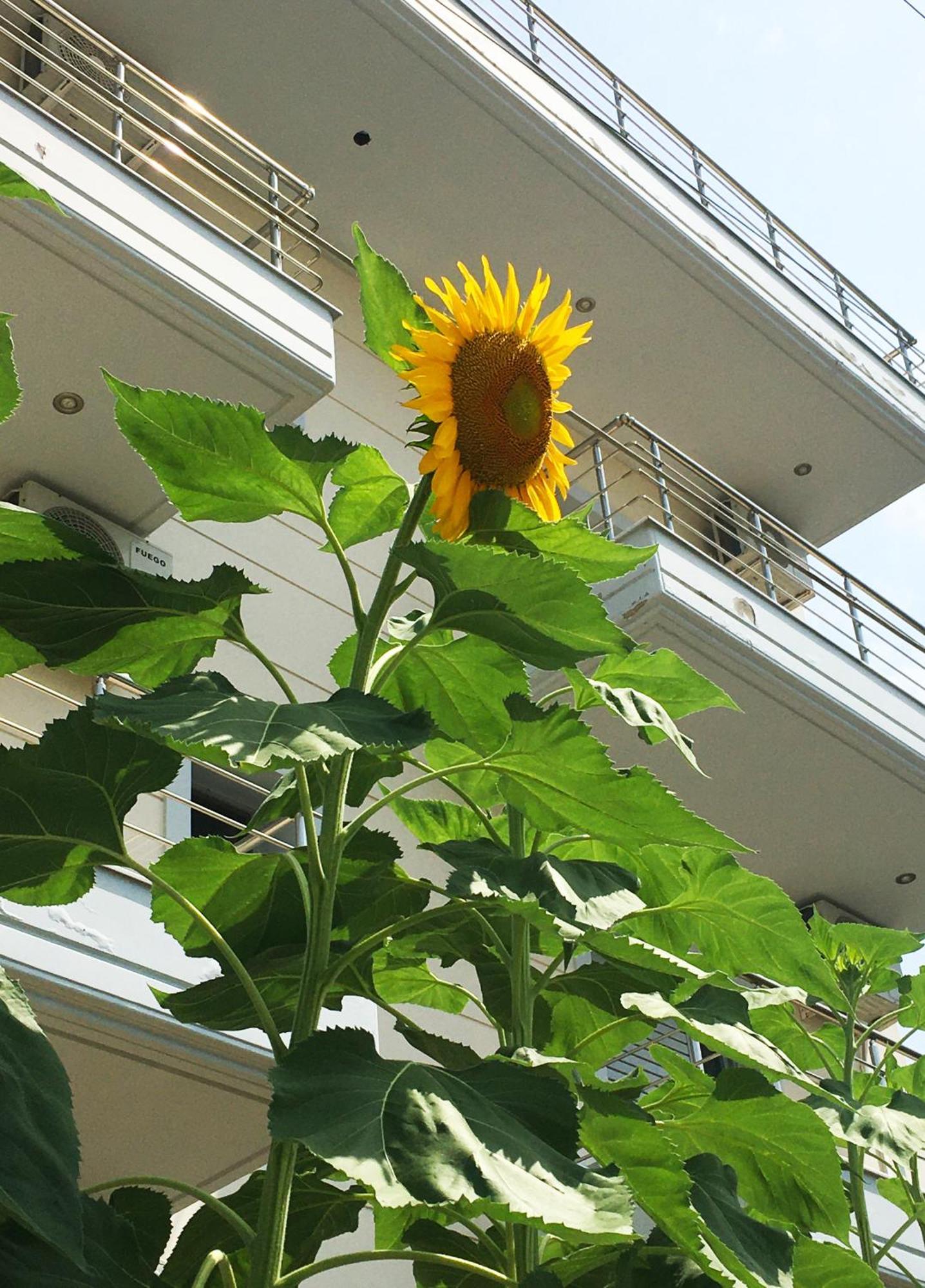 Sunflower Himara المظهر الخارجي الصورة